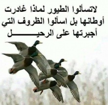 طيور الشرعية بين اللهيب.jpg