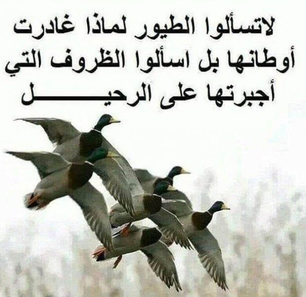 ملف:طيور الشرعية بين اللهيب.jpg