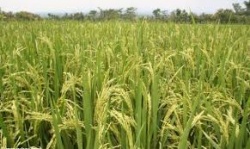 الأرز يبحث عن فؤادة.jpg